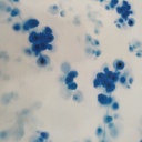 Royal Georgette Print #202220