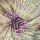 Print On Silk Flat#04