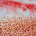 Border Flower Print On Flat Chiffon FCPS143